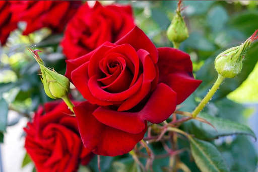 Carpet Odor Elimination